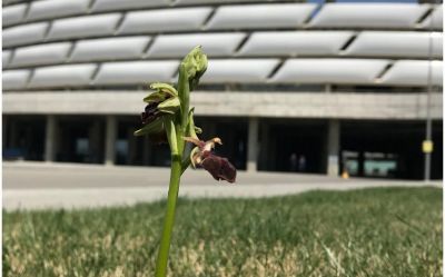 Bakı Olimpiya Stadionunun ərazisində xarı bülbül əkildi